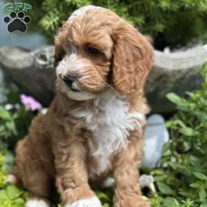 Cooper, Cockapoo Puppy